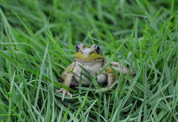 Frog