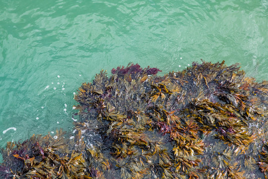 Colourful seaweed waving in the flowing tide on the Cornish coast