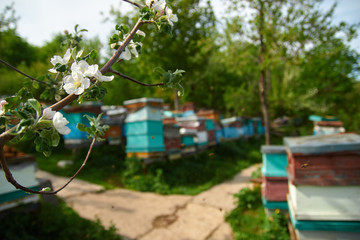 Fototapeta na wymiar spring cherry flowers on a background of beehives in an apiary