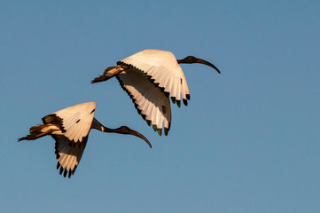 Two Sacred Ibis flying in a blue Sky in South Africa