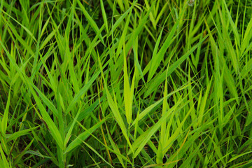 Blurred image of beautiful dark green grass. Clopped shot of green field. Dark green grass background, blurred, close up. 