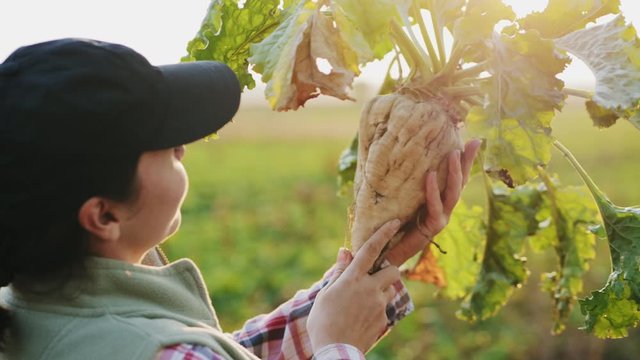 Agronomist inspects the sugar beetroot at sunset. A female farmer holding ripe sugar beet. The cultivation of sugar beet.