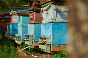 apiary pollen collector. pollen trap for collecting pollen pellets from legs of honey bees
