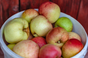 Ripe green and red apples photographed close-up