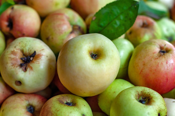 Ripe green and red apples photographed close-up