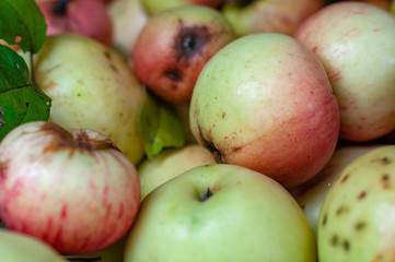 Ripe green and red apples photographed close-up