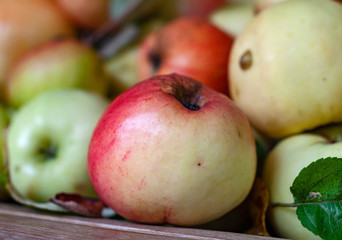 Ripe green and red apples photographed close-up