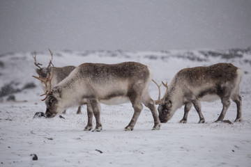 Renifery na Spitsbergenie © blackspeed