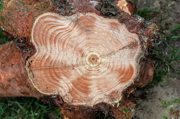 Fresh cut on a large pine stump, photographed close-up