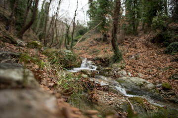 Nature Pilion XI