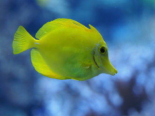 Gelber Segelflossendoktorfisch - Zebrasoma flavescens
