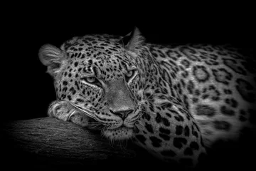 Deurstickers Een luipaard rustend © Nauzet Báez