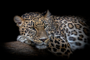 A leopard resting