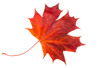 red maple leaf isolated on white background - obrazy, fototapety, plakaty