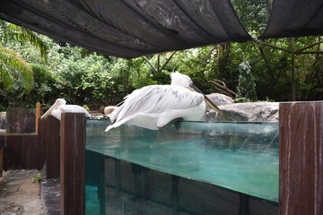 white american pelican from backside near lake water