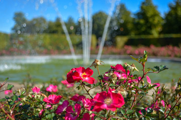 Obraz premium Water fountain with baroque garden in the background