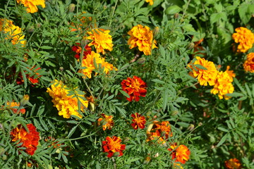 Blüten Blumen Garten Tagetes