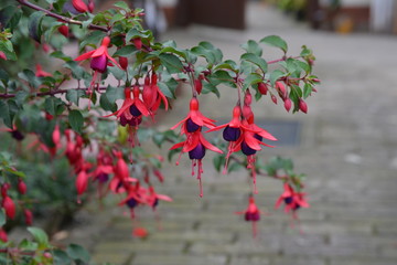 Obraz premium Blüten Blumen Garten