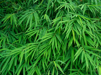 fresh green bamboo leaves wall texture background