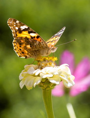 close up of a painted lady butterfly (vanessa cardui) on zinnia blossom
