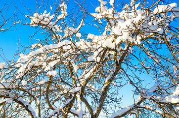 branches with snow