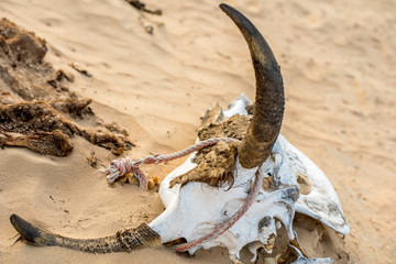 the remains of a cattle tied by the horns and lying on the desert sand