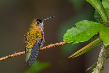 Fototapeta na wymiar Many-spotted Hummingbird - Leucippus hypostictus, green spotted hummingbird from Andean slopes of South America, Wild Sumaco, Ecuador.