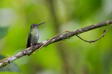 Many-spotted Hummingbird - Leucippus hypostictus, green spotted hummingbird from Andean slopes of South America, Wild Sumaco, Ecuador.