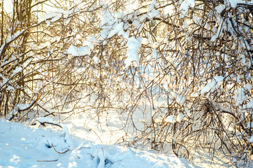 branches with snow