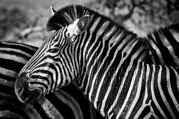 Fototapeta na wymiar Zebra in black and white
