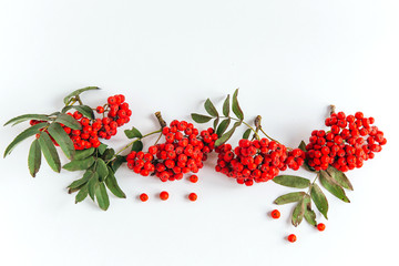 isolated red rowan brush with berries and leaves on a white background, top view, copy space