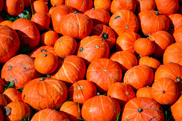 Small orange pumpkins lying in the sun
