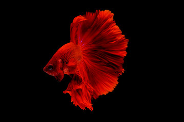 Obraz premium Dark red betta fish, Siamese fighting fish was isolated on black background. Fish also action of turn head in different direction during swim.