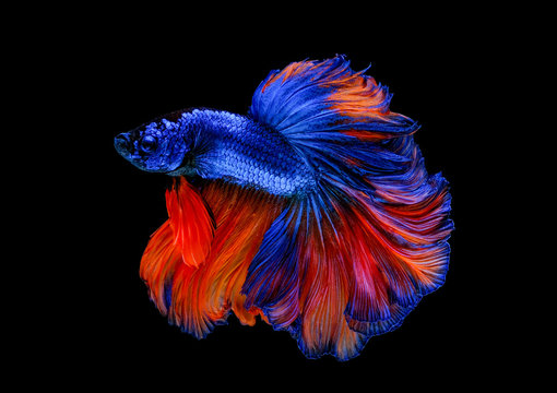 Colorful with main color of blue and red betta fish, Siamese fighting fish was isolated on black background. Fish also action of turn head in different direction during swim.