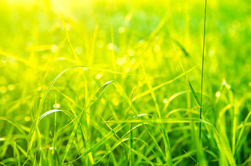 green grass