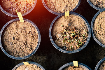 Seedling planted in pots for breeding Save environment.