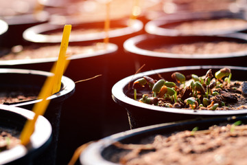 Seedling planted in pots for breeding Save environment.
