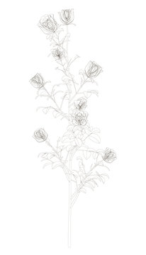 Contour of a bush with roses. Several contours of roses on one bush. Vector illustration.