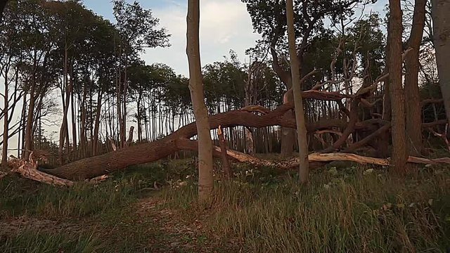 K&uuml;stenwald mit Buchen, Eichen und Birken an der Ostsee