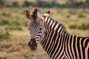 Fototapeta na wymiar Zebra im Krüger National Park Südafrika