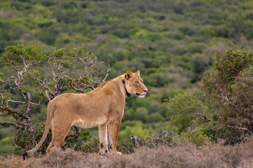 Fototapeta na wymiar Löwin im Addo Elephant National Park