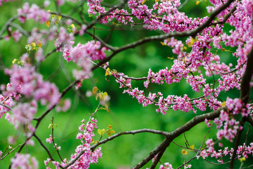 Flowering tree with pink flowers. Green background.