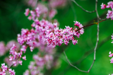 Flowering tree with pink flowers. Green background.