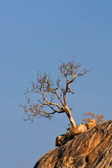 Tree on rock