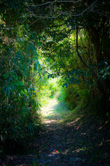 Obraz premium 木漏れ日