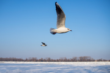 Gull flying close-up.
