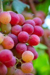Bunches of ripe grapes close-up on a blurred background