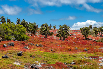 Landscape of Plaza Sur island  at  Galapagos, Ecuador.