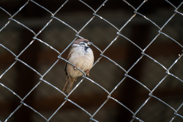 Sparrow sitting on a wire fence closeup