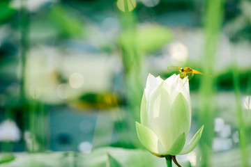 Closeup Beautiful pink lotus flower in pond.